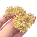 Echeveria Agavoides 'Mundy' Crested 3" Rare Succulent Plant