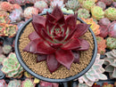 Echeveria Agavoides 'Lumming' 5" Large Succulent Plant