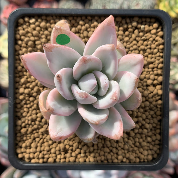 Pachyveria 'Simonasa' Variegated 2" Powdery Succulent Plant