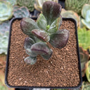 Cotyleydon Orbiculata Var. 'Hoppi' Variegated 2" Succulent Plant