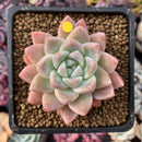 Echeveria 'Sublime' 3" Succulent Plant