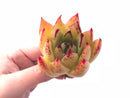 Echeveria Agavoides Royal Special Clone 3” Rare Succulent Plant