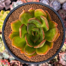 Pachyveria 'Glubine' 4" Succulent Plant