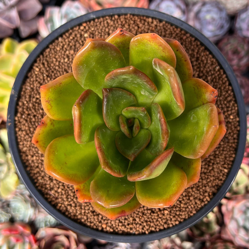 Pachyveria 'Glubine' 4" Succulent Plant