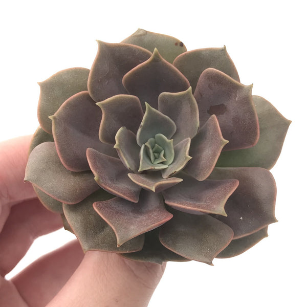 Echeveria 'Mina' 3"-4" Succulent Plant