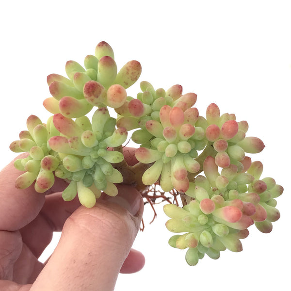 Sedum 'Pachyphyllum' Crested Cluster Small 2" Succulent Plant