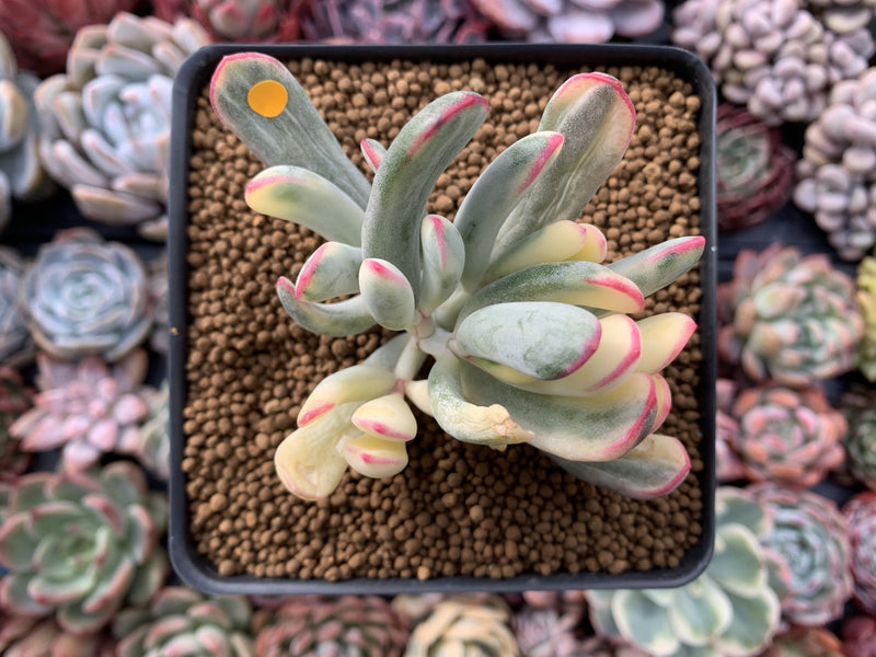 Cotyledon 'Orbiculata' Variegated 4" Succulent Plant