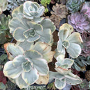 Echeveria sp. Variegated *NOT A TRUE ZUSUNG ICE AGE* 8"+ Extra Large Cluster Succulent Plant