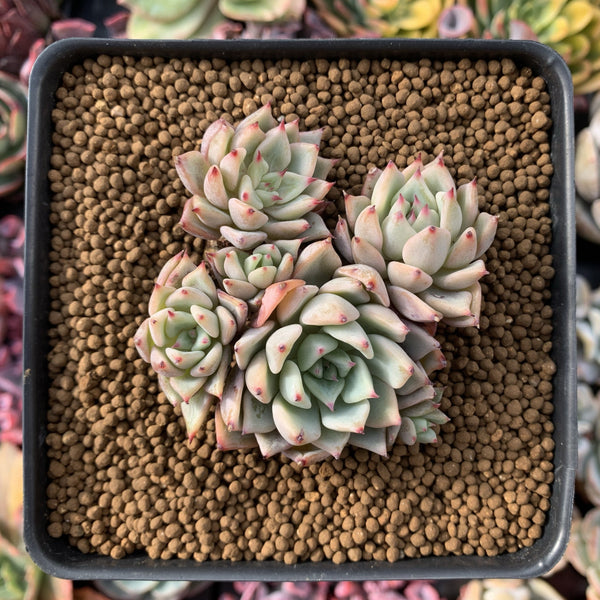 Echeveria sp. 2" Cluster Succulent Plant