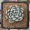 Dudleya 'Sony Queen' 1"-2" New Hybrid Succulent Plant