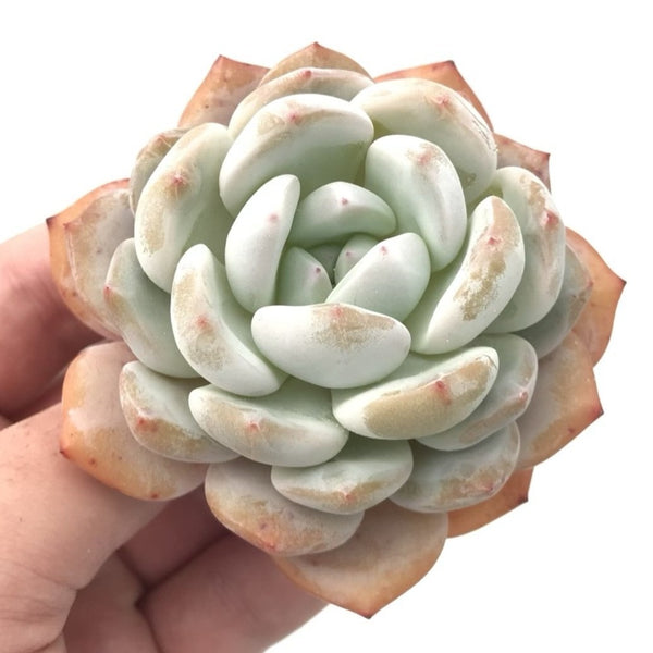 Echeveria 'Orange Monroe' 2"-3" Rare Succulent Plant