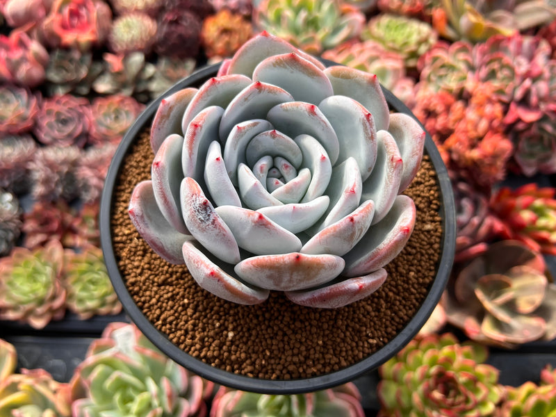 Echeveria 'Cream Sun' 5" Powdery Succulent Plant