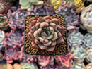 Echeveria Agavoides 'Red Tips' 1"-2" Succulent Plant