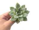 Echeveria 'German Champaign' 3"-4" Succulent Plant