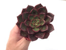 Echeveria Agavoides 'Salu' 4” Succulent Plant