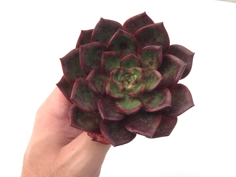 Echeveria Agavoides 'Salu' 4” Succulent Plant