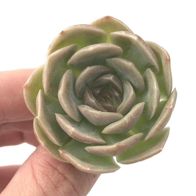 Echeveria 'Skybell' 1" New Hybrid Succulent Plant