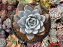 Echeveria 'Cream Sun' 5" Powdery Succulent Plant