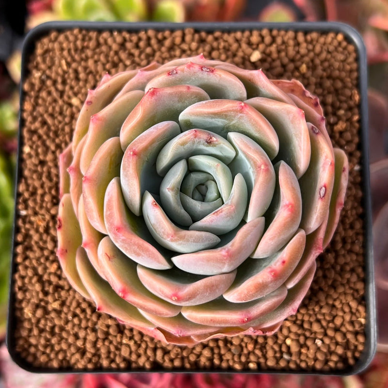 Echeveria 'Apple Grace' 2" New Hybrid Succulent Plant