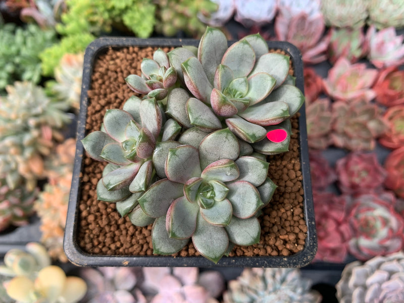 Graptoveria 'Amethorum' 2" Cluster Succulent Plant