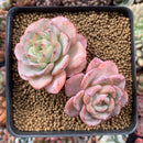 Echeveria sp. 4" Succulent Plant