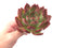 Echeveria Agavoides 'Glam Pink' 5” Succulent Plant