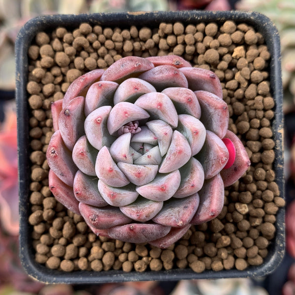 Echeveria 'Hanekansu' New Hybrid 1" Succulent Plant