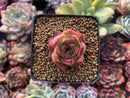 Echeveria Agavoides 'Casio' 1" Succulent Plant