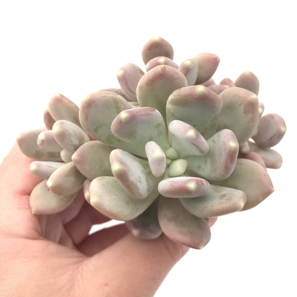 Pachyphytum 'Glutinicaule' Cluster 4" Rare Succulent Plant