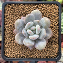 Echeveria sp. 1" Succulent Plant