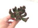 Echeveria 'Black Hawk' 3" Succulent Plant