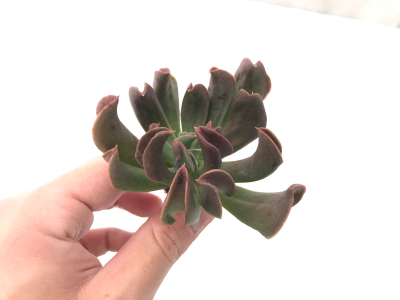 Echeveria 'Black Hawk' 3" Succulent Plant