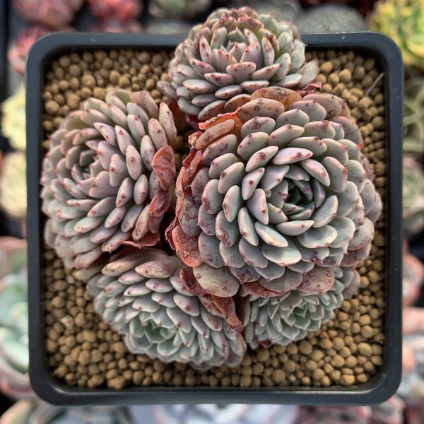 Echeveria 'Tuxpan' Cluster 3" Succulent Plant