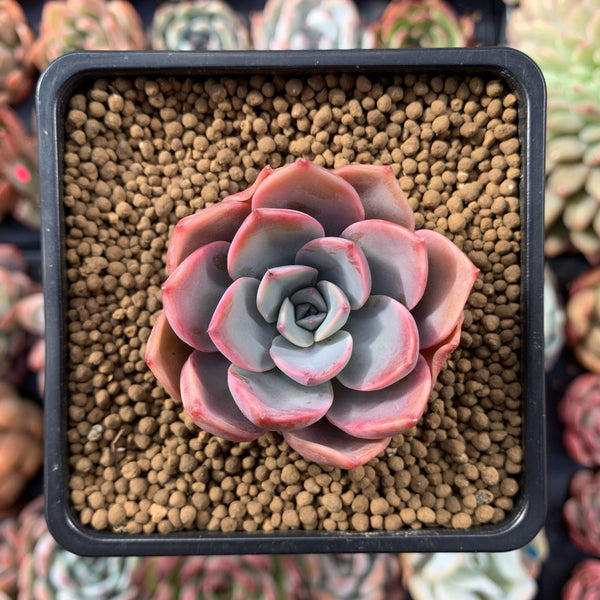 Echeveria Agavoides 'Tinkerbell' 2"-3" Succulent Plant