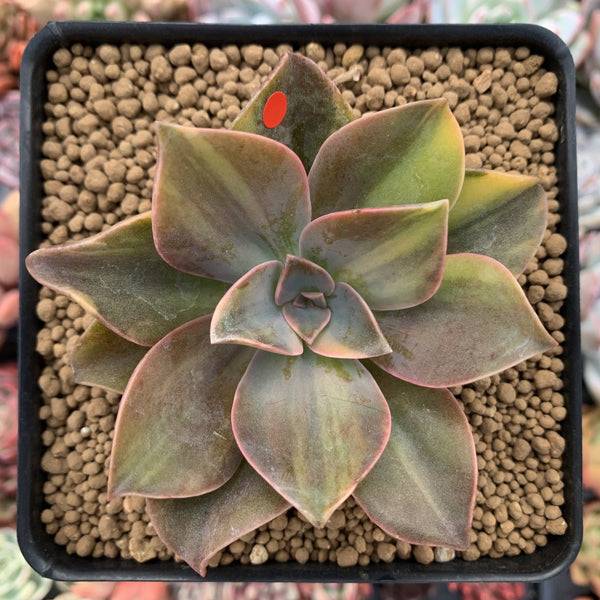 Graptoveria 'Fred Ives' Variegated 3" Rare Succulent Plant