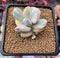 Cotyledon 'Orbiculata' Variegated 2" Succulent Plant