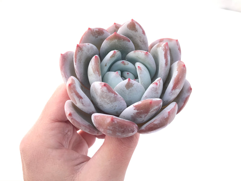 Echeveria 'Ivory' 4” Powdery Succulent Plant