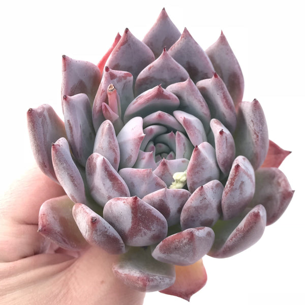 Echeveria Colorata 4” Rare Succulent Plant