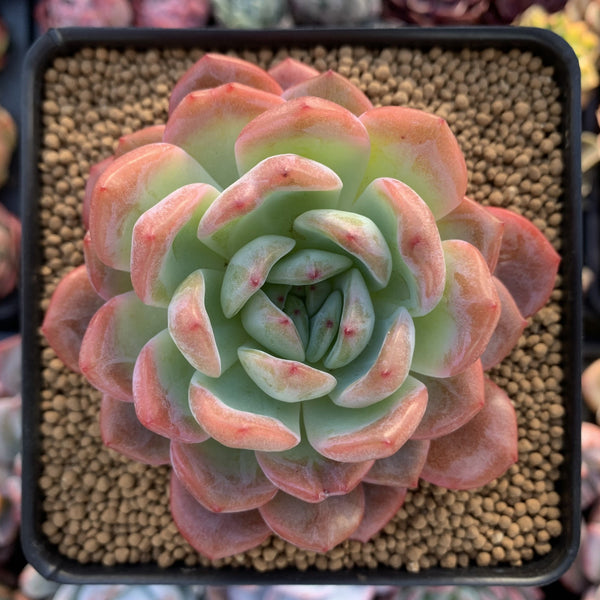 Echeveria 'Starmark' 4" Succulent Plant