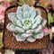 Echeveria 'Werther' 2" Powdery Succulent Plant