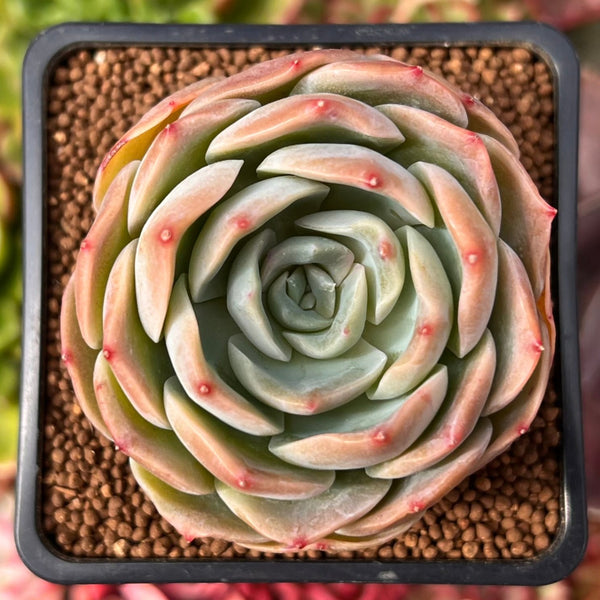 Echeveria 'Apple Grace' 2" New Hybrid Succulent Plant