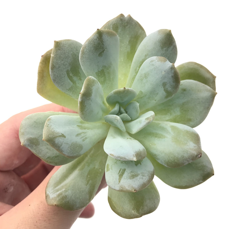 Echeveria 'Exotic' 3"-4" Powdery Rare Succulent Plant