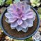 Echeveria 'Perle von Nurnberg' Variegated 3"-4" Succulent Plant
