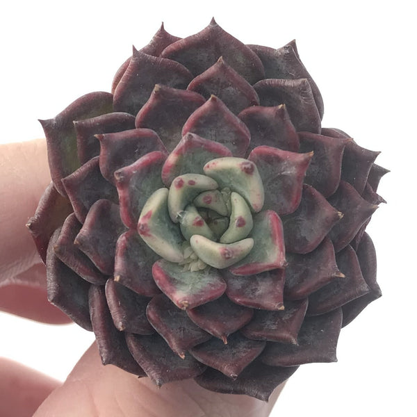 Echeveria 'Sarahime' 1"-2" Succulent Plant