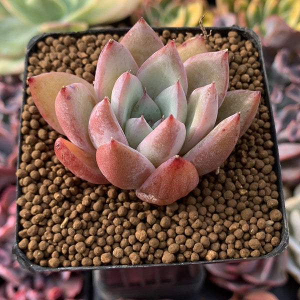 Echeveria 'Chiyo' 1” Succulent Plant