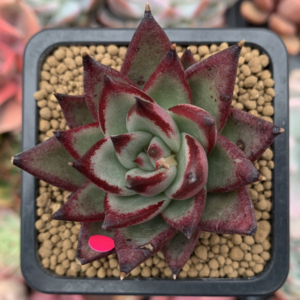 Echeveria Agavoides 'Johnny Walker' 2" Succulent Plant