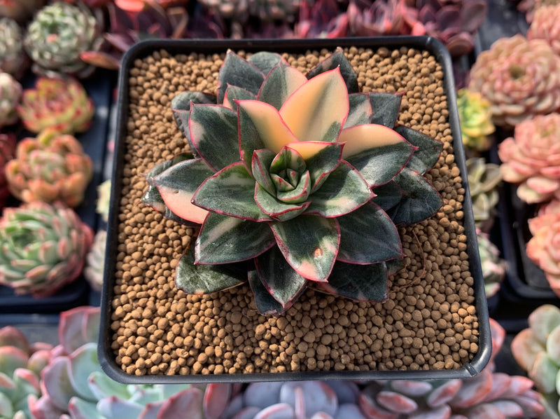 Echeveria 'Monocerotis' Variegated 4" Succulent Plant