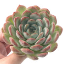 Echeveria 'Pink Edge' 4" Succulent Plant