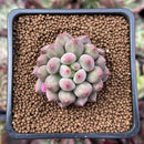 Pachyphytum 'Yeonji' 1"-2" Small Succulent Plant