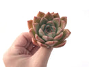 Echeveria 'Alba Beauty' 3" Succulent Plant